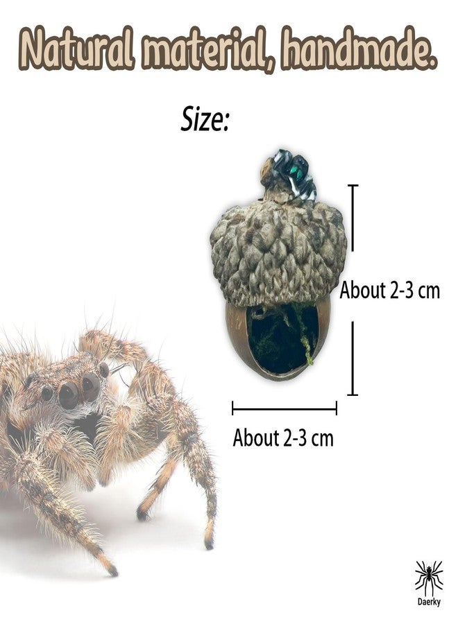 Daerky Jumping Spider Hide,Jumping Spider Hideaway Made from Real Acorns |,Handmade Magnetic Spider Cave, Ideal Habitat Accessory for Small Animals,Natural Decoration for Enclosure .3 Pack (Round Acorn) - Image 5